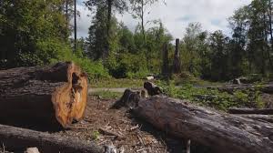 How Our Tree Care Process Works  in  Fairview, UT