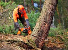 Seasonal Cleanup (Spring/Fall) in Fairview, UT