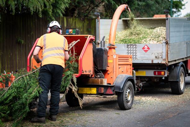 Best Palm Tree Trimming  in Fairview, UT