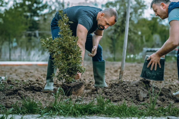 Lawn Renovation and Restoration in Fairview, UT